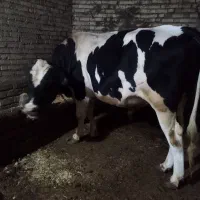 گوساله نر