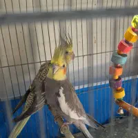 جفت عروس هلندی