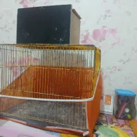 عروس هلندی|پرنده|تبریز, |دیوار