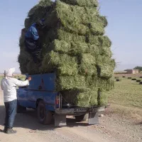 زمین کشاورزی