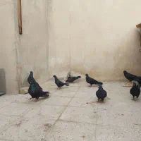 قلاق دمگیر