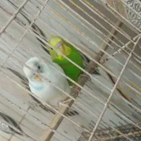 مرغ عشق