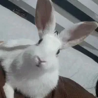 خرگوش
