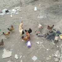 چند عدد مرغ محلی بفروش می‌رسد