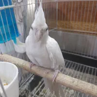 عروس هلندی|پرنده|باقرشهر, |دیوار