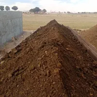 کودحیوانی گاوی