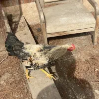 خروس محلی|حیوانات مزرعه|مشهد, ویلاشهر|دیوار