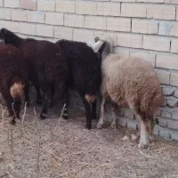 ۵راس بره جنس بالاگوسفند