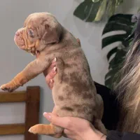 سگ خاص امریکن|سگ|بومهن, |دیوار