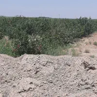 فروش 14 هکتار باغ پسته ورامین جواد آباد|فروش دفتر صنعتی، کشاورزی، تجاری|جوادآباد, |دیوار