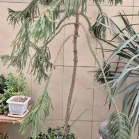 کاج مطبق|گل و گیاه طبیعی|تهران, کیانشهر|دیوار