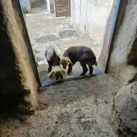 دو عدد بره نر