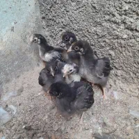 جوجه ویاندوت اس جی اس وجوجه سیلور