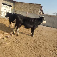 تلیسه‌ سمینتال وهلشتاین‌