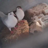 ساده سرخ نقش