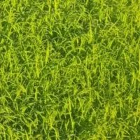 بذر شالی درجه یک دم سیاه