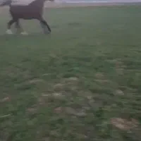 فروش اسب نریان دره شوری