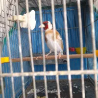 سهره جوجه قفس|پرنده|تهران, اتابک|دیوار