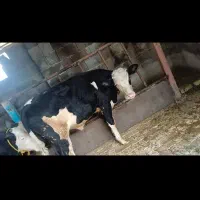 گوساله سیمینتال  ۴راس