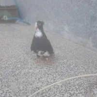 کفتر پلنگ|پرنده|کرمان, |دیوار