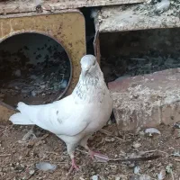 کفتر|پرنده|بهاباد, |دیوار