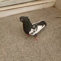 ماده سینه سیاه