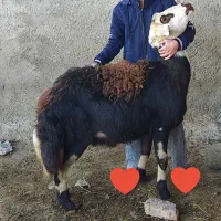 قوچ افشاری پلنگی قزل