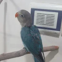 کوتوله 3ماه و نیمه نر|پرنده|فریمان, |دیوار