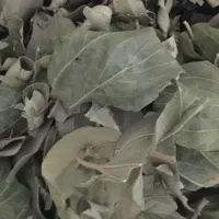 فروش بذر وسمه