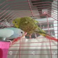 یک جفت مرغ عشق فروشی