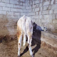 گاو،گوساله