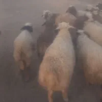 بره سفید صادراتی ۵۰ راس ..میش ابستن و زاییده|حیوانات مزرعه|رومشکان, |دیوار