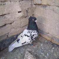 کفتر|حیوانات|مشهد, طرق|دیوار