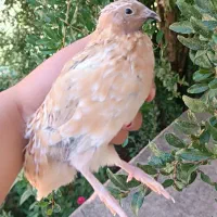 فروش دو عدد بلدرچین