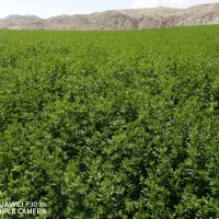 بذریونجه|خدمات باغبانی و درختکاری|شیراز, فخرآباد (دروازه کازرون)|دیوار