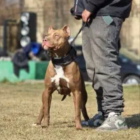 مربی سگ - رفتارشناس سگ - انواع‌نژادها|خدمات آموزشی|پردیس, فاز ۱|دیوار