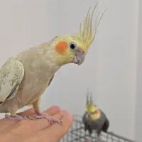 عروس هلندی نر و ماده با جوجه|پرنده|شیراز, غدیر شمالی|دیوار