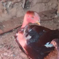 خروس لاری کمیاب نژاد ماداگاسکار|حیوانات مزرعه|تهران, ایرانشهر|دیوار