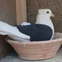 کفتر کبوتر پشتدار خاص
