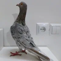 کبوتر کوهی نر