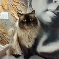 گربه هیمالین پرشین