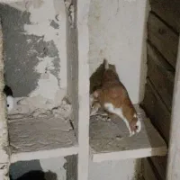 گوش|پرنده|بناب, |دیوار