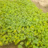فروش تعدادی  نشا بادمجان گلخانه ای