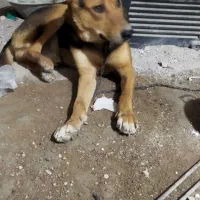 سگ ژرمن هشت ماهه|سگ|اهواز, فاز ۲ پادادشهر|دیوار