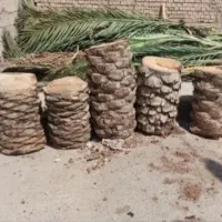 قطع نخل .هرس نخل .بریدن نخل از ریشه..تمیزکردن نخل|خدمات باغبانی و درختکاری|اهواز, گلستان|دیوار