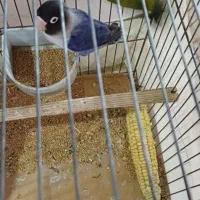 ۲جفت طوطی برزیلی روی تخم و جوجه