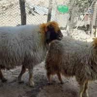 قوچ کاور ورن|حیوانات مزرعه|کوزران, |دیوار
