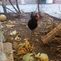 مرغ محلی|حیوانات مزرعه|اسکو, |دیوار