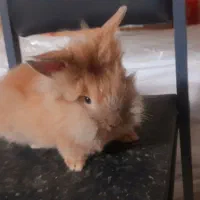 خرگوش لوپ طلایی جفت|موش و خرگوش|خواف, |دیوار