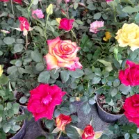 رز هلندی|گل و گیاه طبیعی|شیراز, ریاستی|دیوار